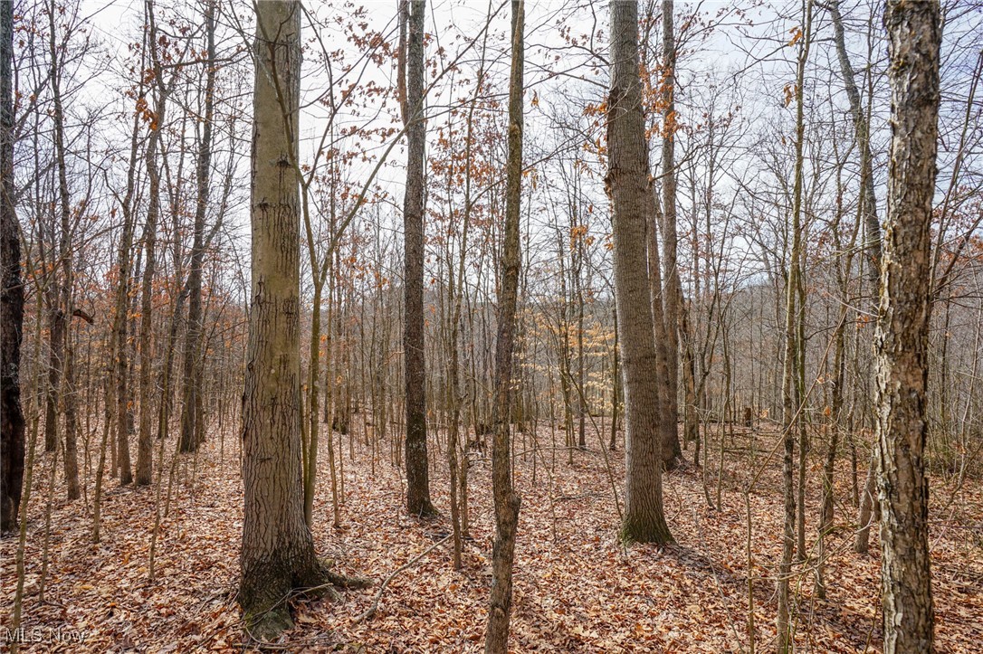 Jackson Fork Road South Webster, OH 45682 - Photo 18 of 37 View of local wilderness featuring a view of trees