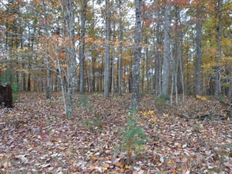 17 76ac Arrowhead Road Moss, TN 38575 - Photo 2 of 28 a backyard of a house with lots of green space