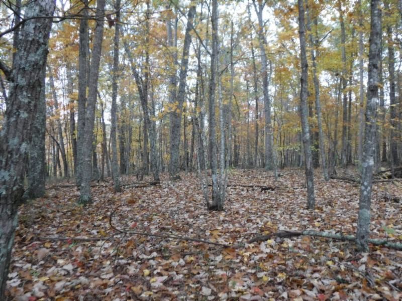 17 76ac Arrowhead Road Moss, TN 38575 - Photo 11 of 28 a view of a forest that has large trees