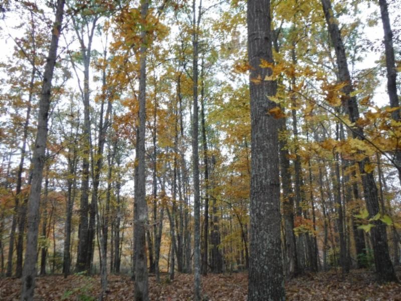 17 76ac Arrowhead Road Moss, TN 38575 - Photo 12 of 28 a view of forest