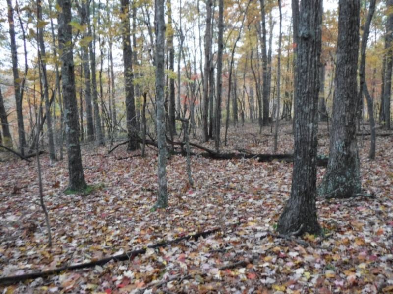 17 76ac Arrowhead Road Moss, TN 38575 - Photo 13 of 28 a view of a backyard with trees