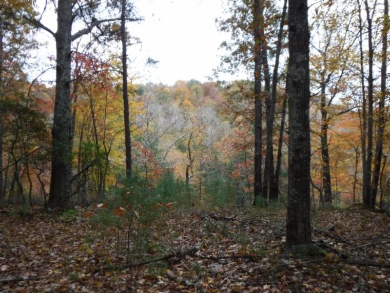 17 76ac Arrowhead Road Moss, TN 38575 - Photo 14 of 28 a view of a forest with trees in the background