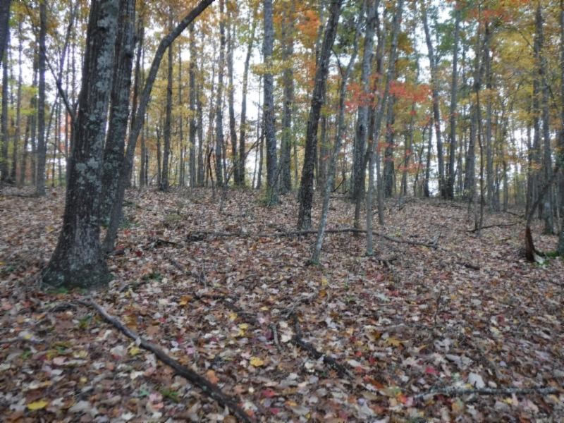 17 76ac Arrowhead Road Moss, TN 38575 - Photo 15 of 28 a view of a forest with trees