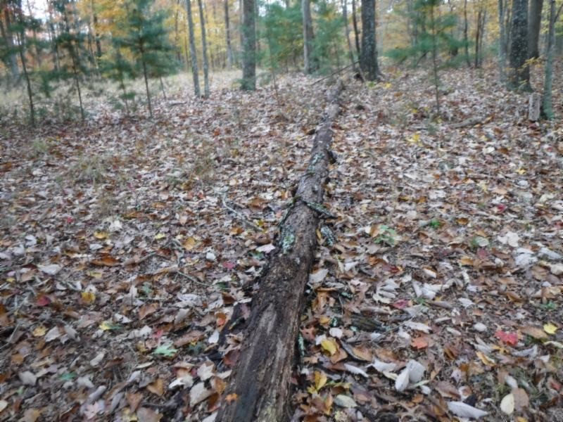 17 76ac Arrowhead Road Moss, TN 38575 - Photo 17 of 28 a view of a forest that has a tree in the background