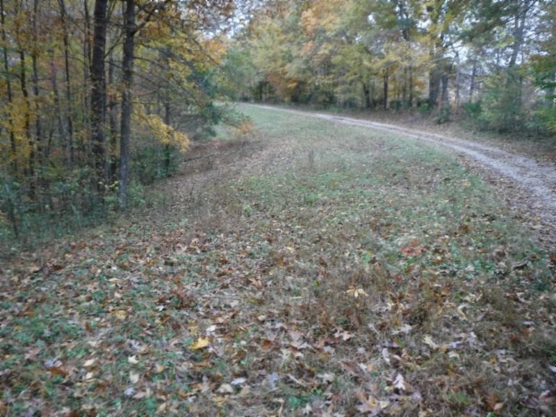 17 76ac Arrowhead Road Moss, TN 38575 - Photo 19 of 28 a view of a forest with trees in the background