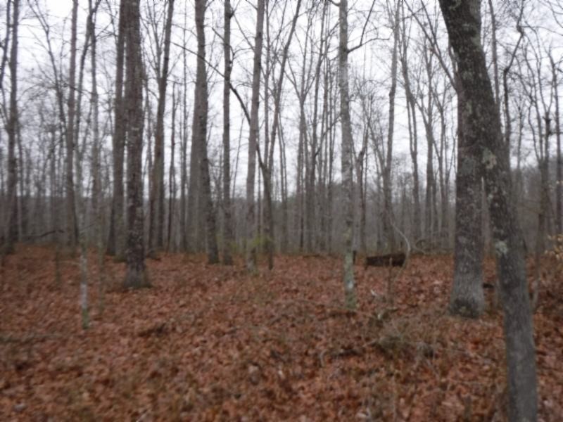 17 76ac Arrowhead Road Moss, TN 38575 - Photo 20 of 28 a view of backyard with green space