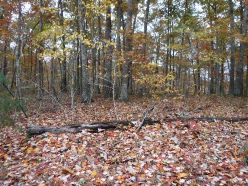 17 76ac Arrowhead Road Moss, TN 38575 - Photo 3 of 28 a view of a forest with trees