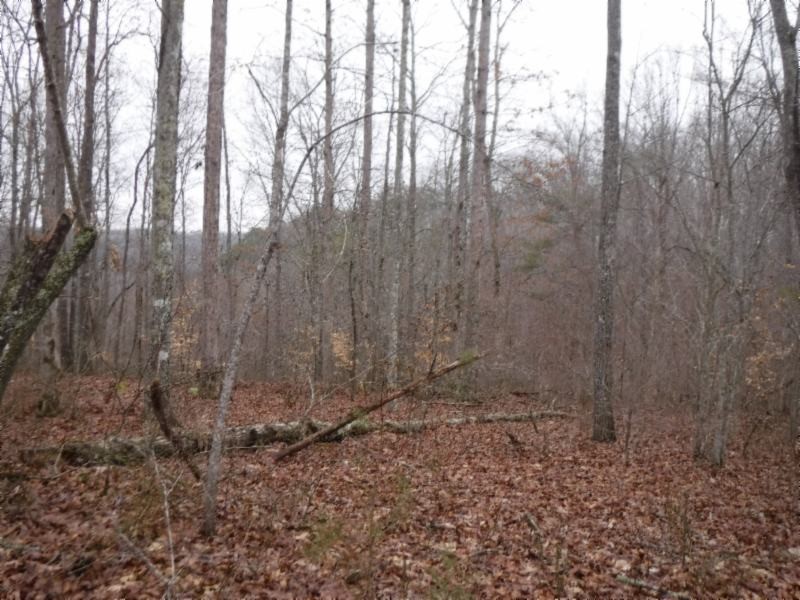 17 76ac Arrowhead Road Moss, TN 38575 - Photo 21 of 28 a view of backyard with green space