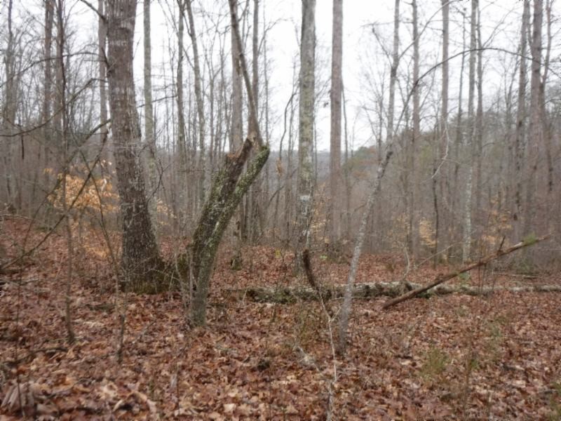 17 76ac Arrowhead Road Moss, TN 38575 - Photo 22 of 28 a view of backyard with trees