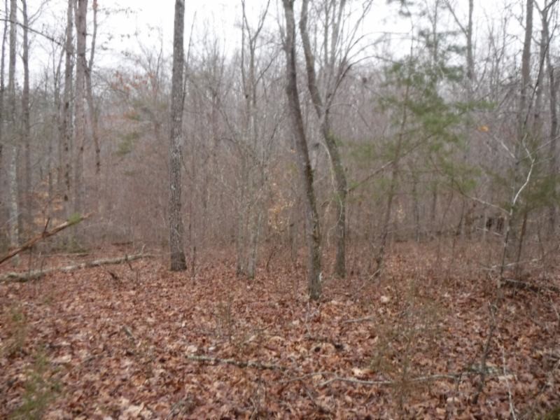 17 76ac Arrowhead Road Moss, TN 38575 - Photo 23 of 28 a view of a dry yard with trees in the background