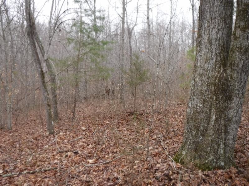 17 76ac Arrowhead Road Moss, TN 38575 - Photo 24 of 28 a view of a dry yard