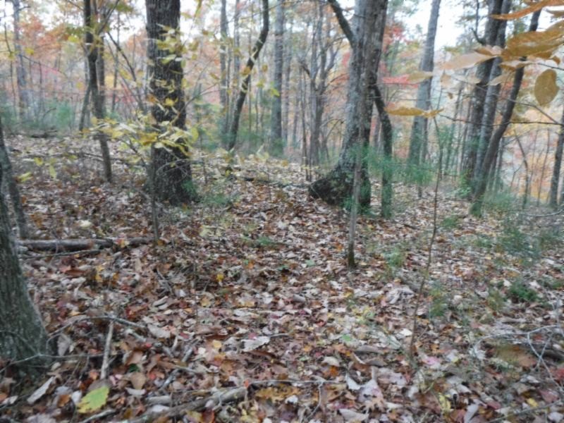 17 76ac Arrowhead Road Moss, TN 38575 - Photo 5 of 28 a view of a yard with trees