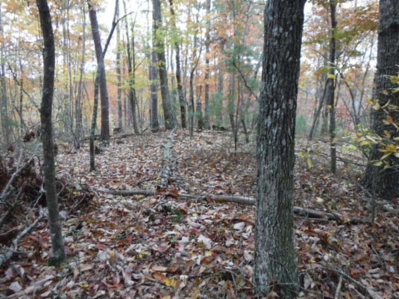 17 76ac Arrowhead Road Moss, TN 38575 - Photo 6 of 28 a view of a forest with trees