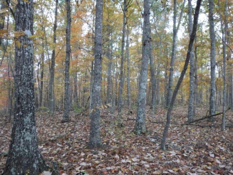 17 76ac Arrowhead Road Moss, TN 38575 - Photo 7 of 28 a view of a forest with trees