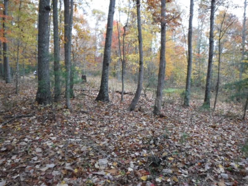 17 76ac Arrowhead Road Moss, TN 38575 - Photo 8 of 28 a view of a forest that has large trees