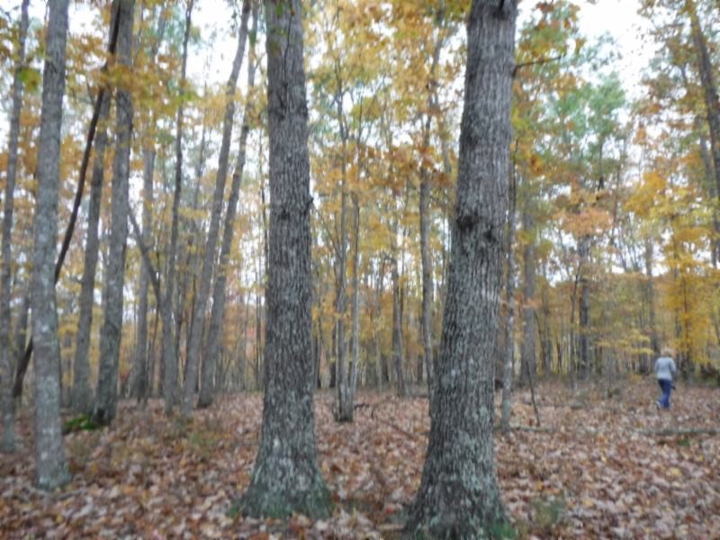 17 76ac Arrowhead Road Moss, TN 38575 - Photo 10 of 28 a view of a forest
