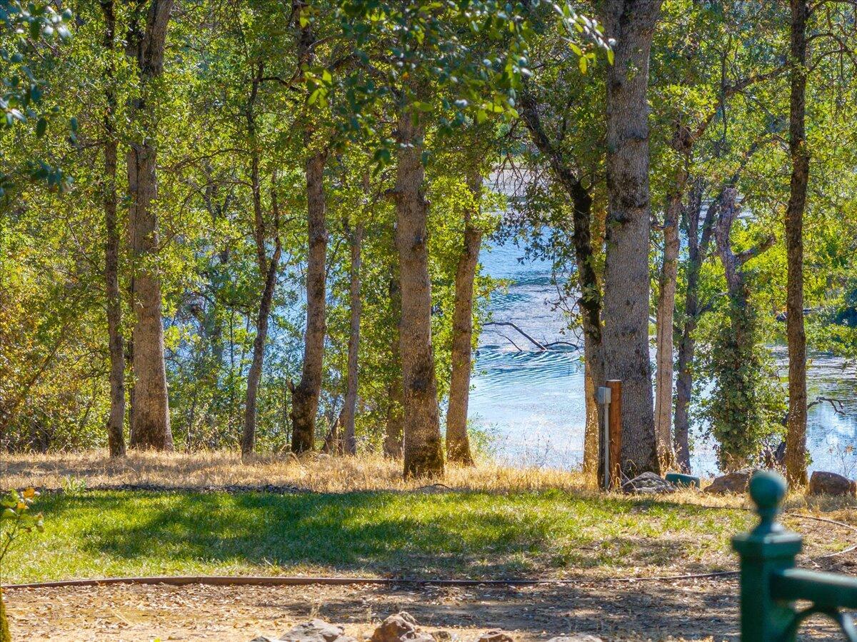 a view of a yard with plants and trees