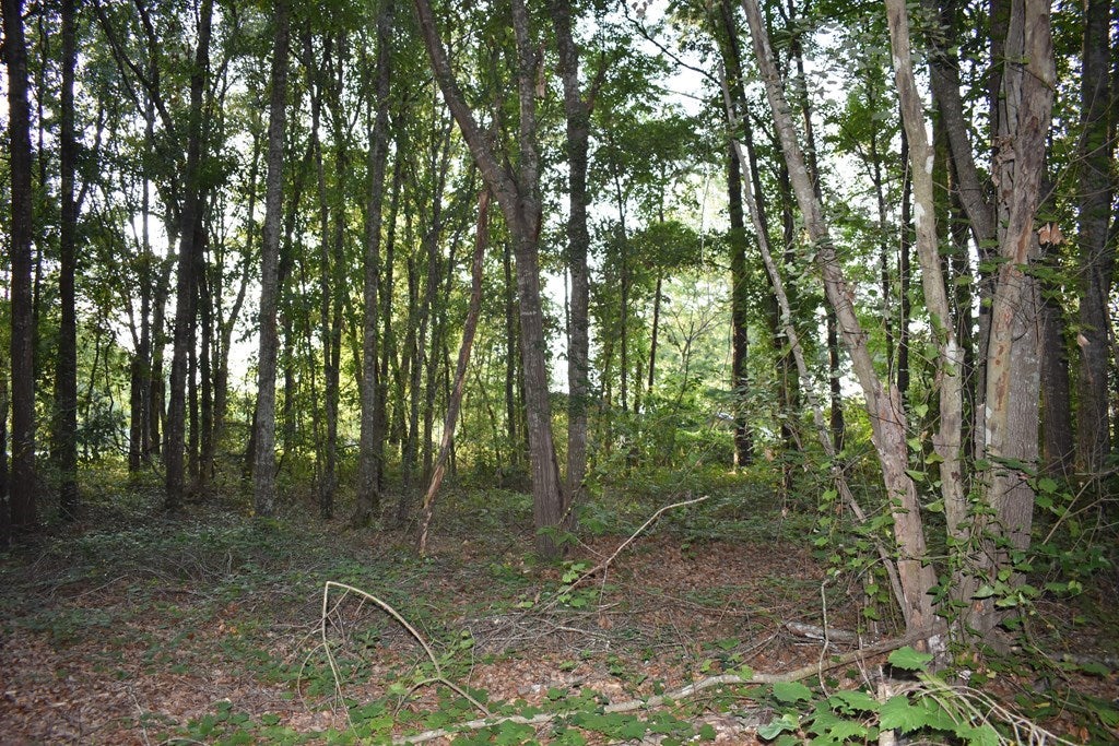 68 Barber Road Ray City, GA 31645 - Photo 9 of 23 Gallery Image 9