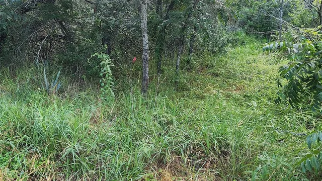 a view of a lush green forest
