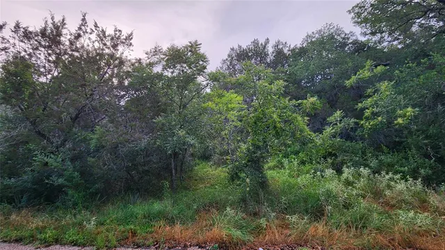 a view of a lush green forest with lots of trees