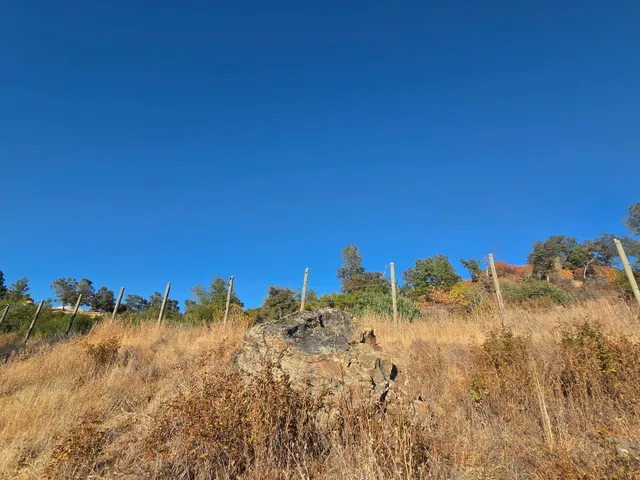 a view of a dry yard with trees