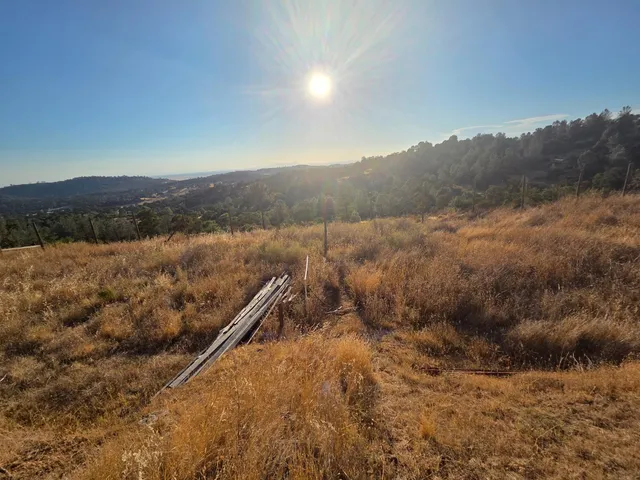 a view of a tree in a yard with a house