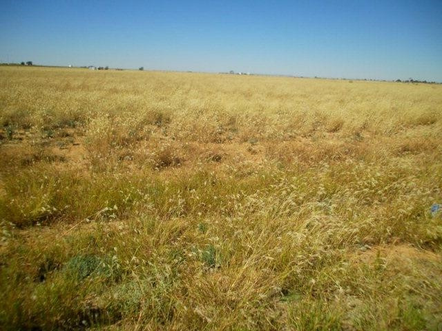 0 Farm Rd 2378 Lubbock, TX 79407 - Photo 6 of 9 Photo 6