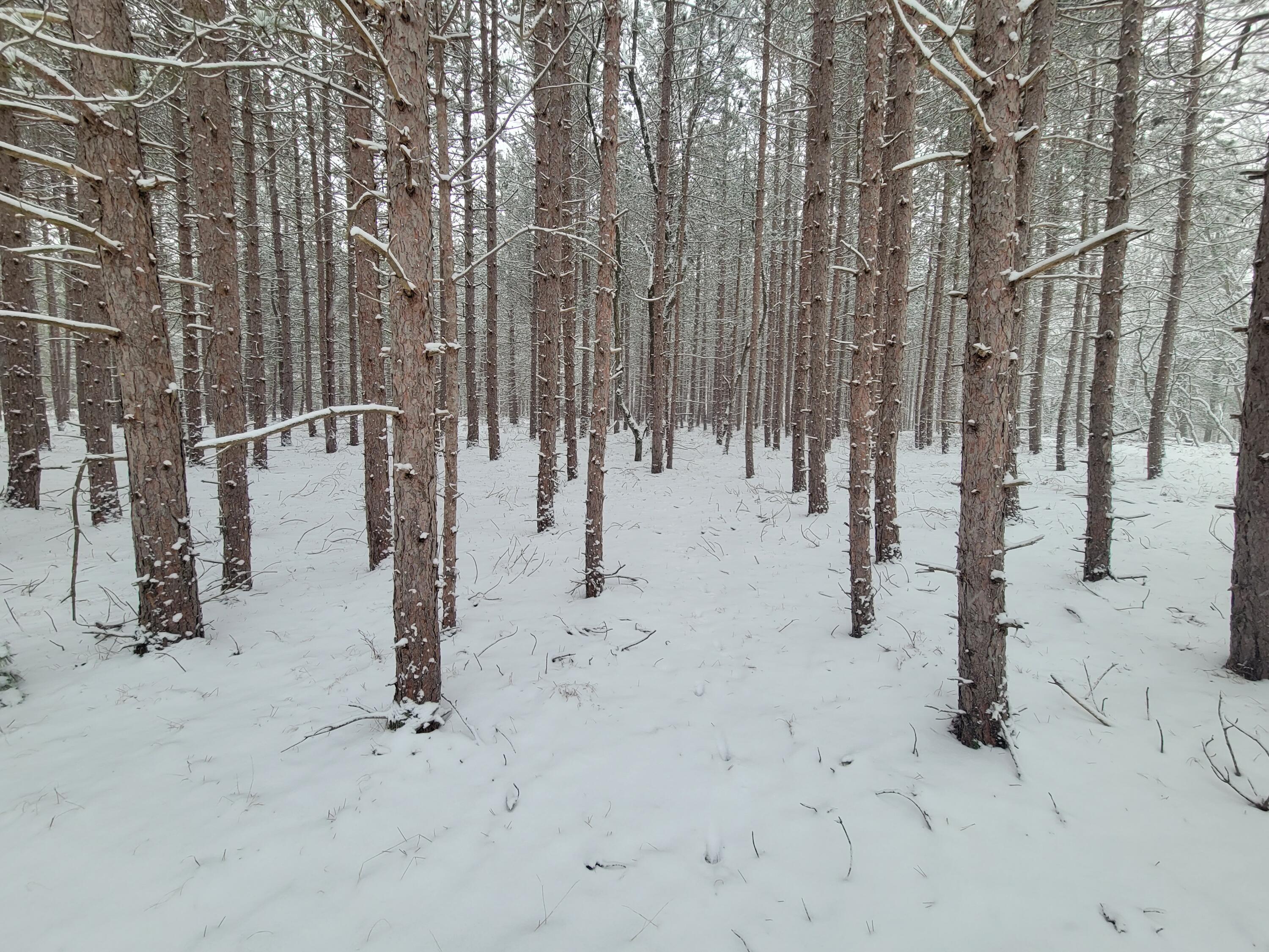 4741 North Mac Road Irons, MI 49644 - Photo 21 of 28 Outdoor lovers dream come true!