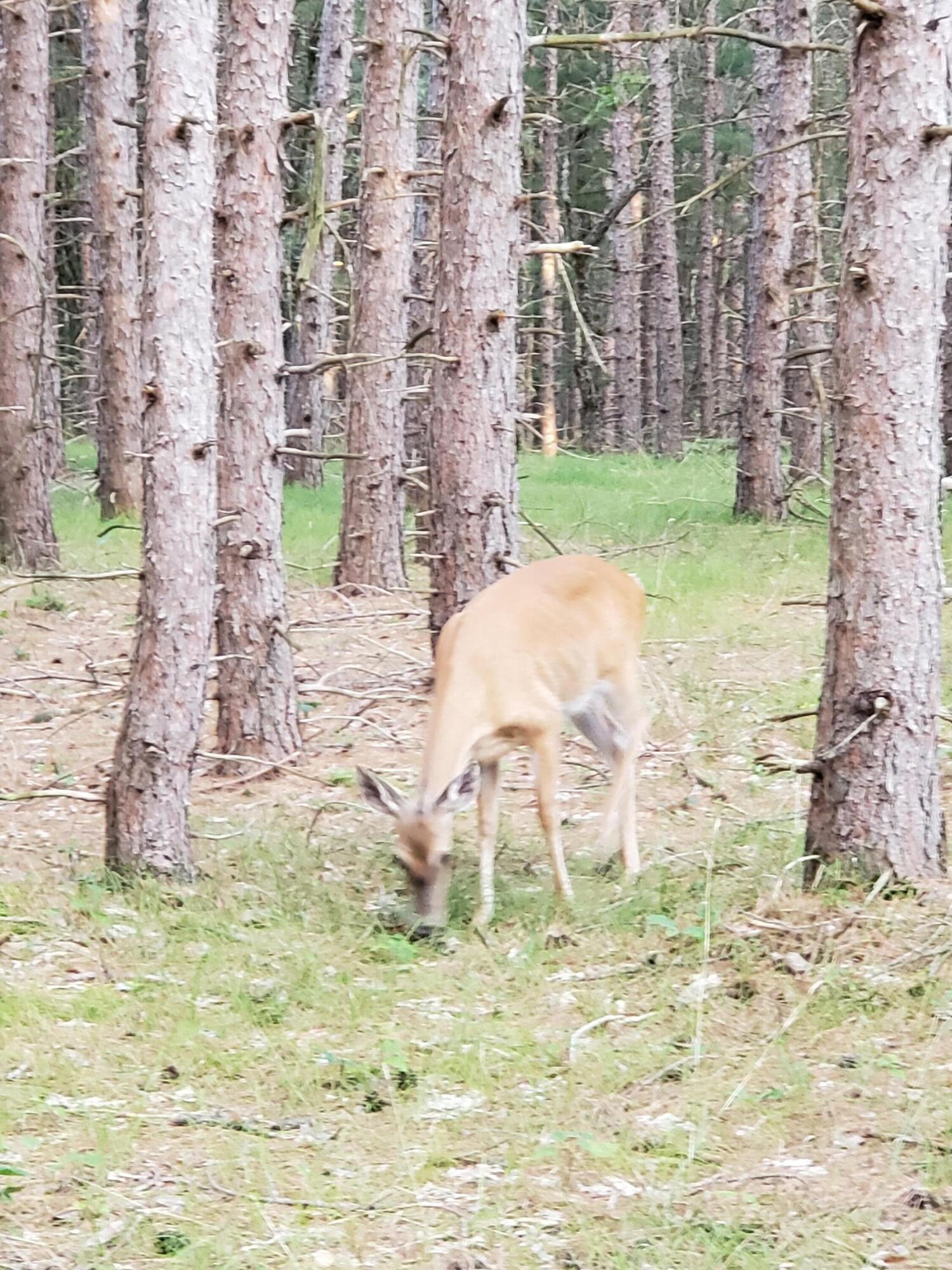 4741 North Mac Road Irons, MI 49644 - Photo 10 of 28 Outdoor lovers dream come true!