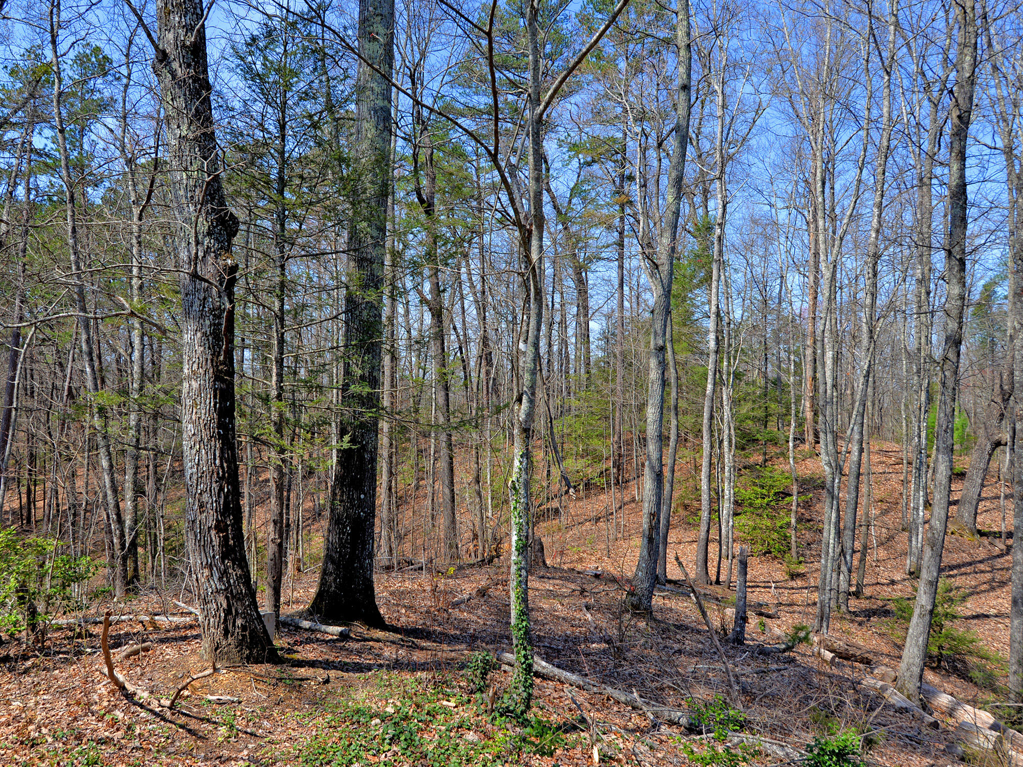 4239 Boogertown Road Sevierville, TN 37876 - Photo 23 of 24 4239 Boogertown