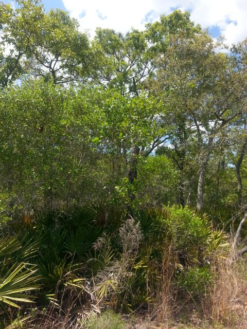 911 Beach Road Perry, FL 32348 - Photo 2 of 13
