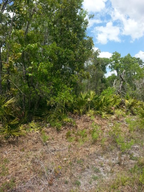 911 Beach Road Perry, FL 32348 - Photo 8 of 13