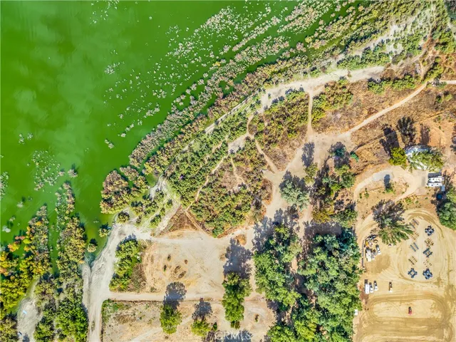 a lush green forest with lots of trees