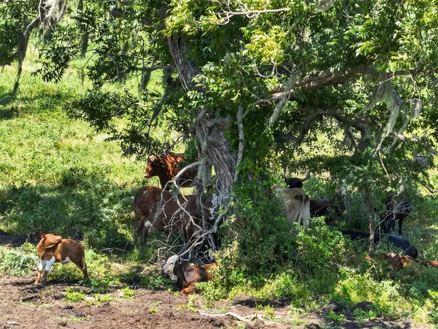 an aerial view of residential houses with outdoor space and trees