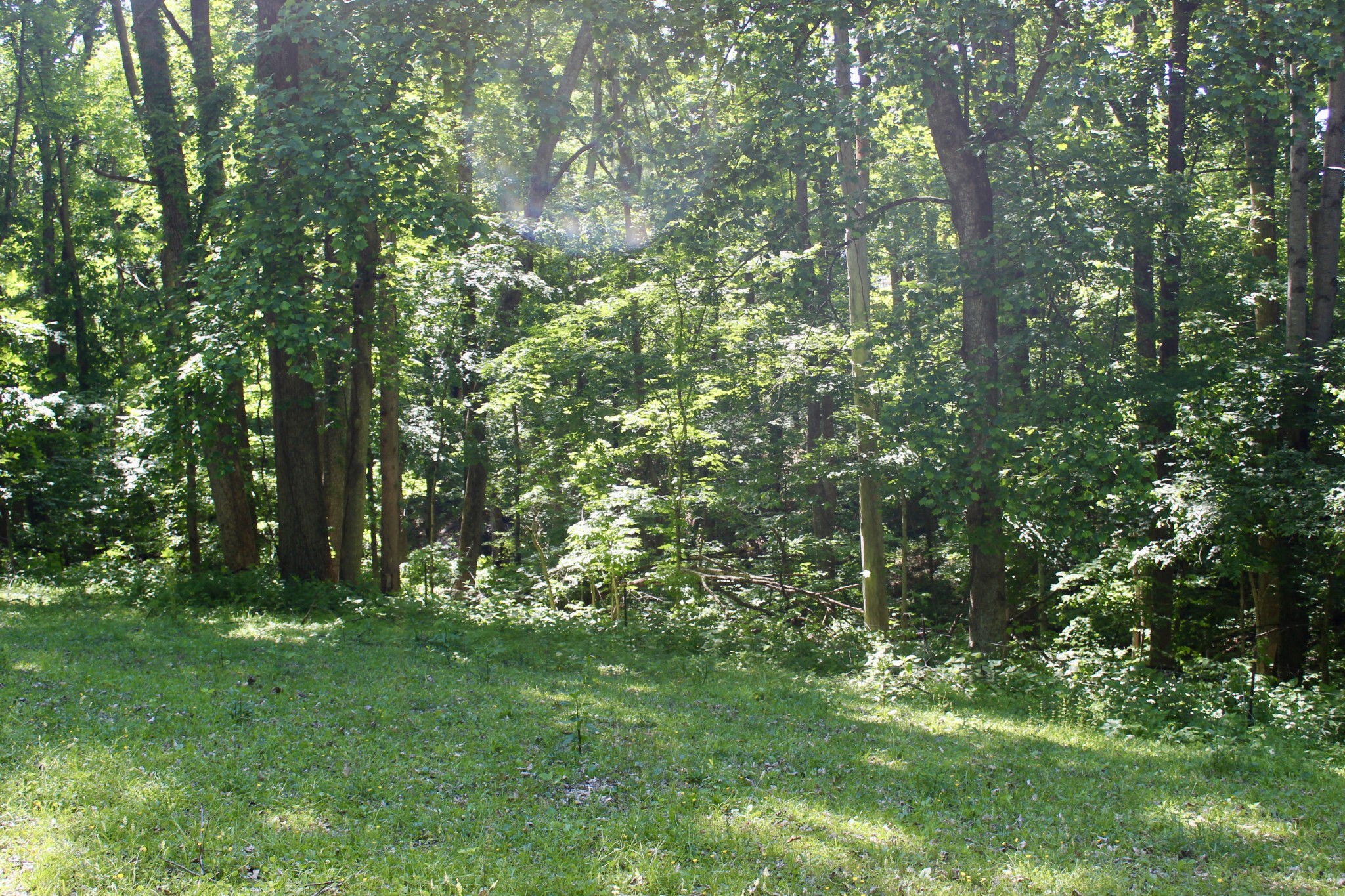 0 Hall Road Greenbrier, TN 37073 - Photo 20 of 28 a view of outdoor space and green space