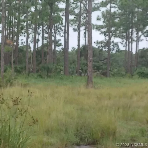a view of a forest that has large trees