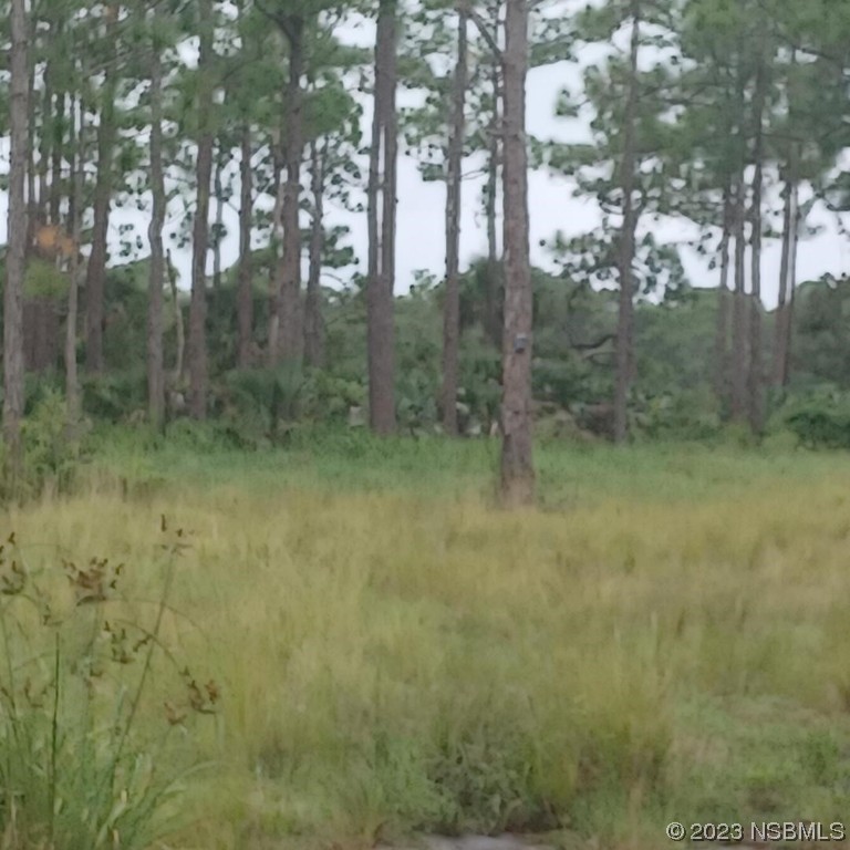 0 No Street Grant, FL 32949 - Photo 2 of 2 a view of a forest that has large trees