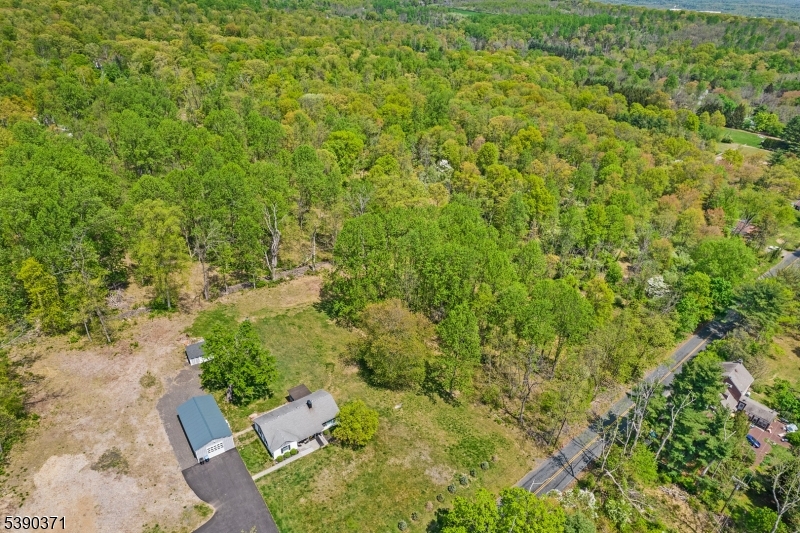a view of a yard with plants and large trees