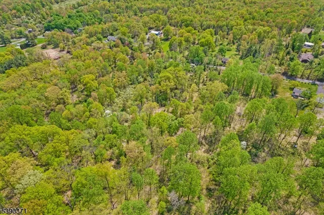 a view of a big yard with plants and large trees