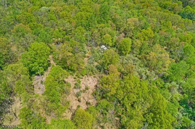 a view of a big yard with plants and large trees