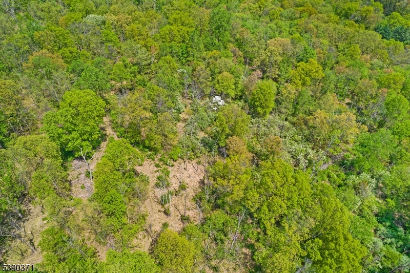 0 Hardscrabble Hill Road Flemington, NJ 08822 - Photo 4 of 4 a view of a big yard with plants and large trees