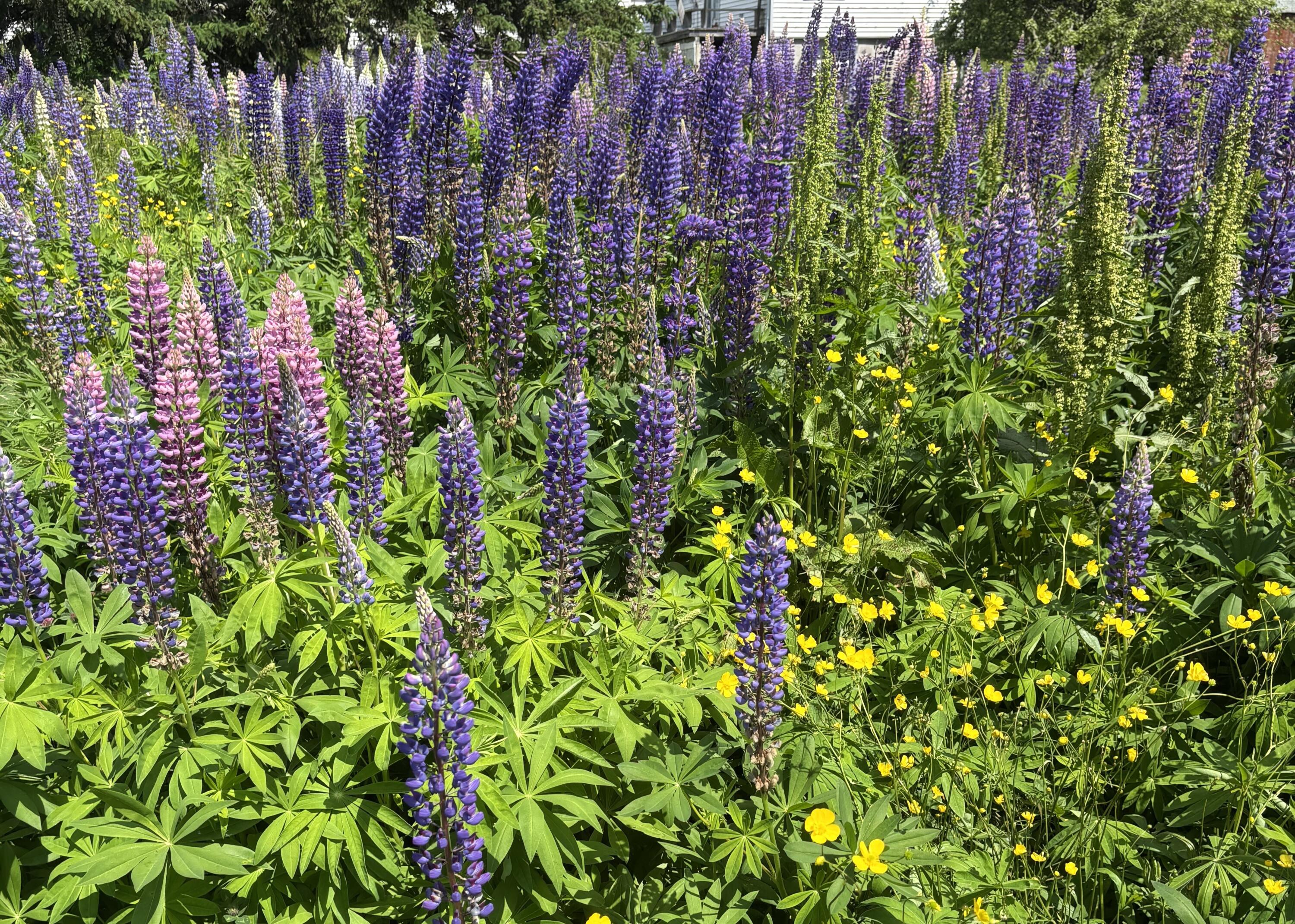 Lot 20.1 Smokehouse Road Lubec, ME 04652 - Photo 7 of 21 IMG_6044.ed