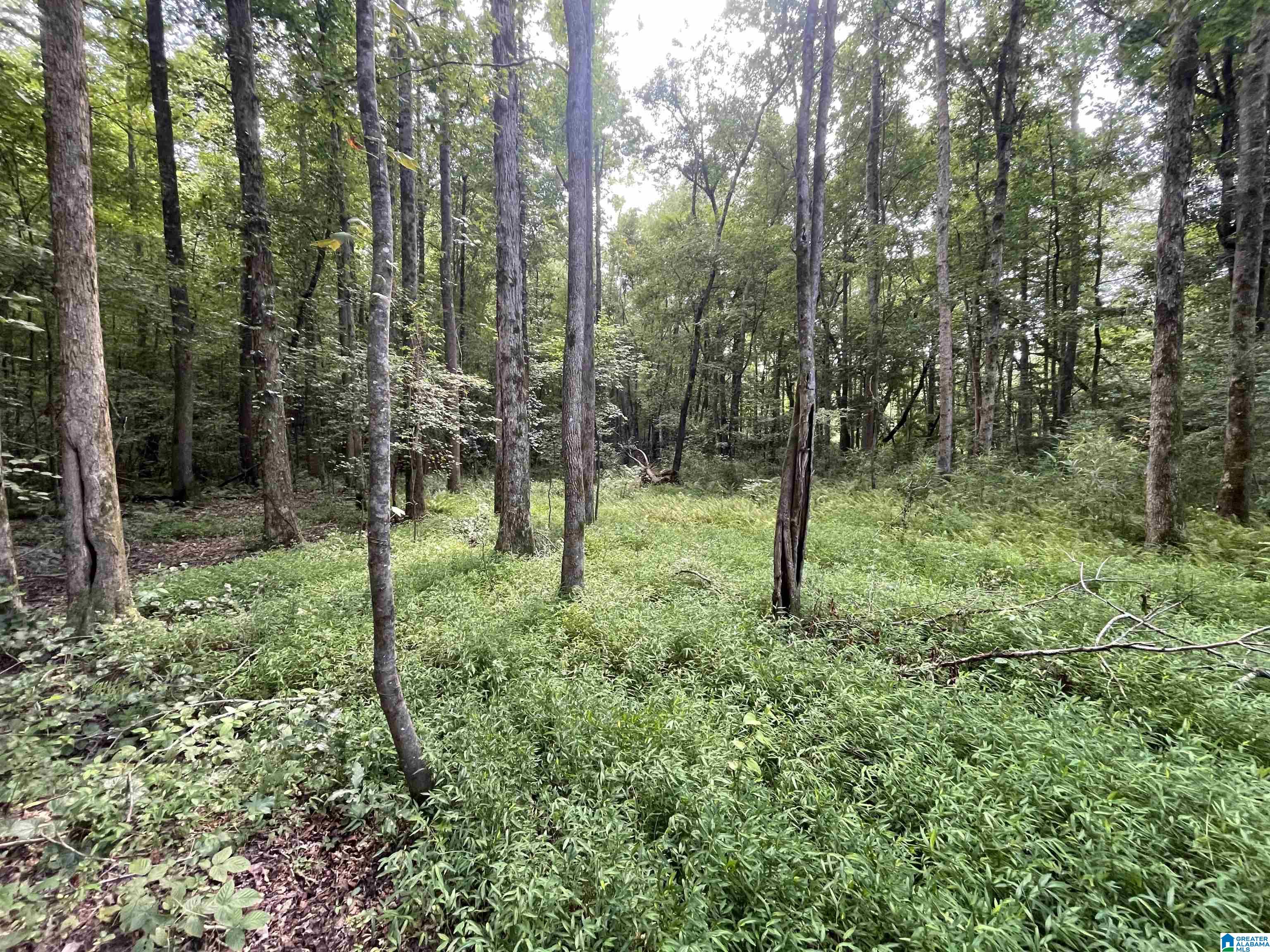 0 County Road 689, Unit 1 Ranburne, AL 36273 - Photo 37 of 69