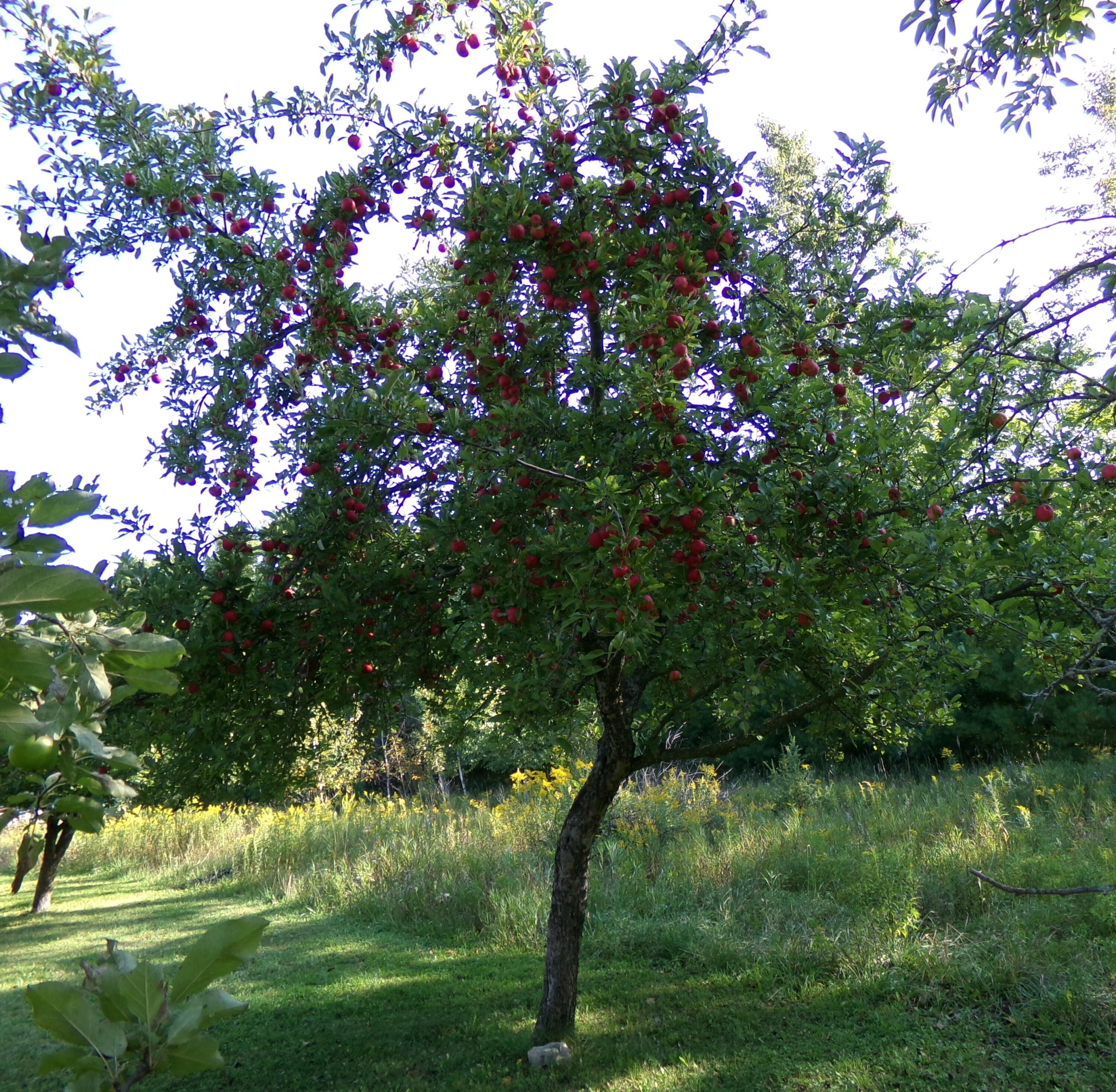 9901 Bolton Road Posen, MI 49776 - Photo 19 of 60 Apples galore