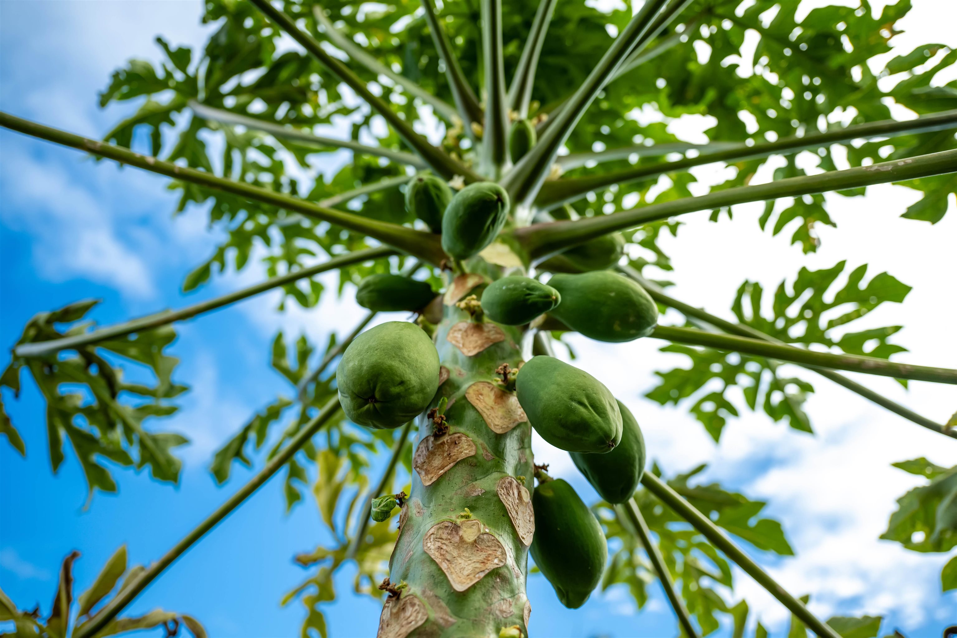 657 Mapuana Place Wailuku, HI 96793 - Photo 25 of 30 a view of banana tree