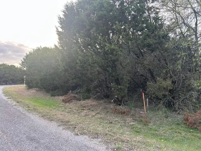 a view of a forest with trees in the background