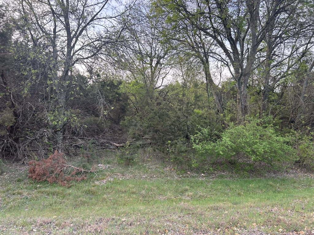 0 County Road 1525 Morgan, TX 76671 - Photo 4 of 4 View of nature