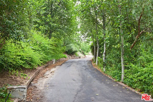 a view of a road with plants and large trees