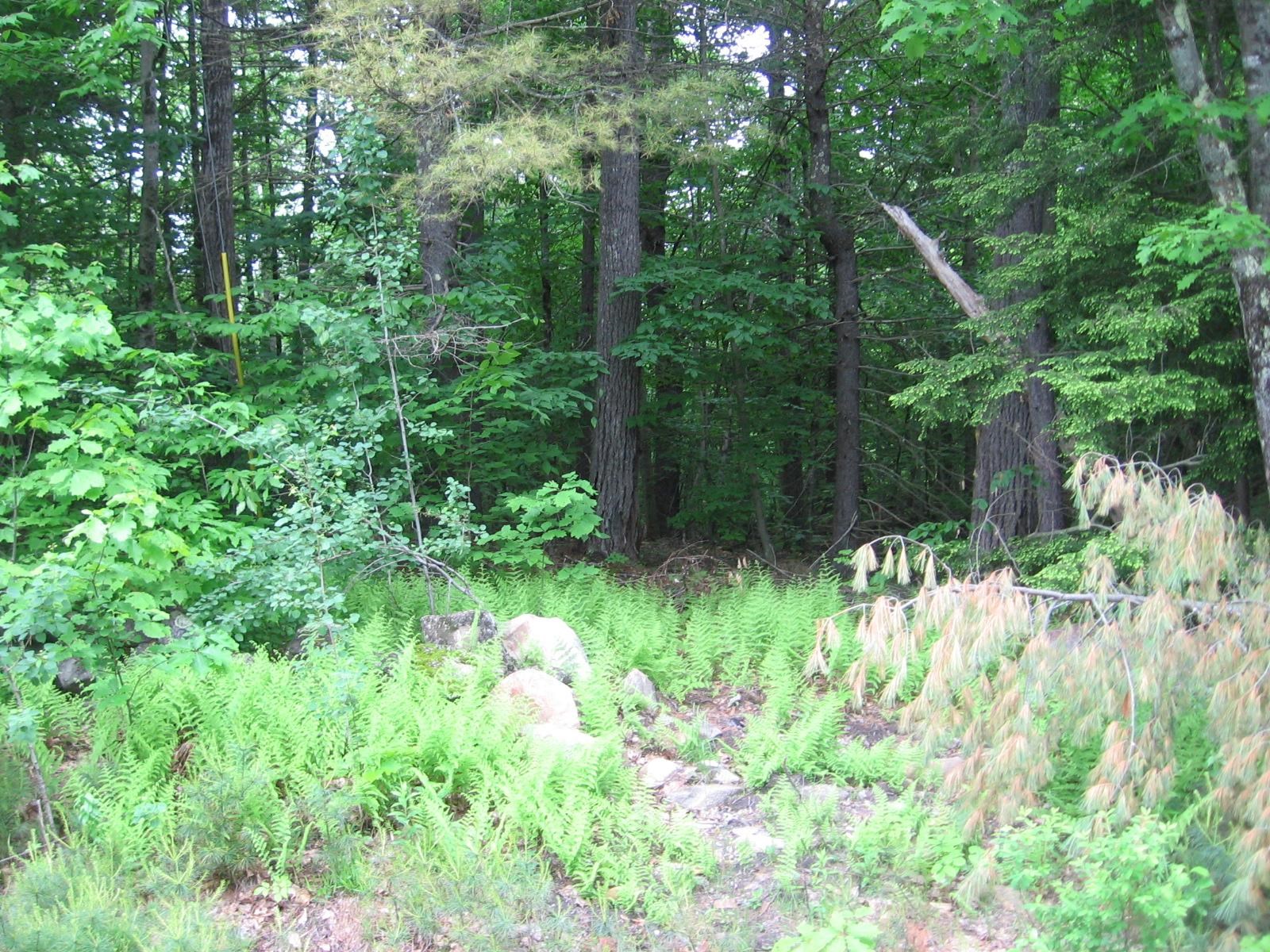 0 Loon Pond Road Gilmanton, NH 03237 - Photo 2 of 5
