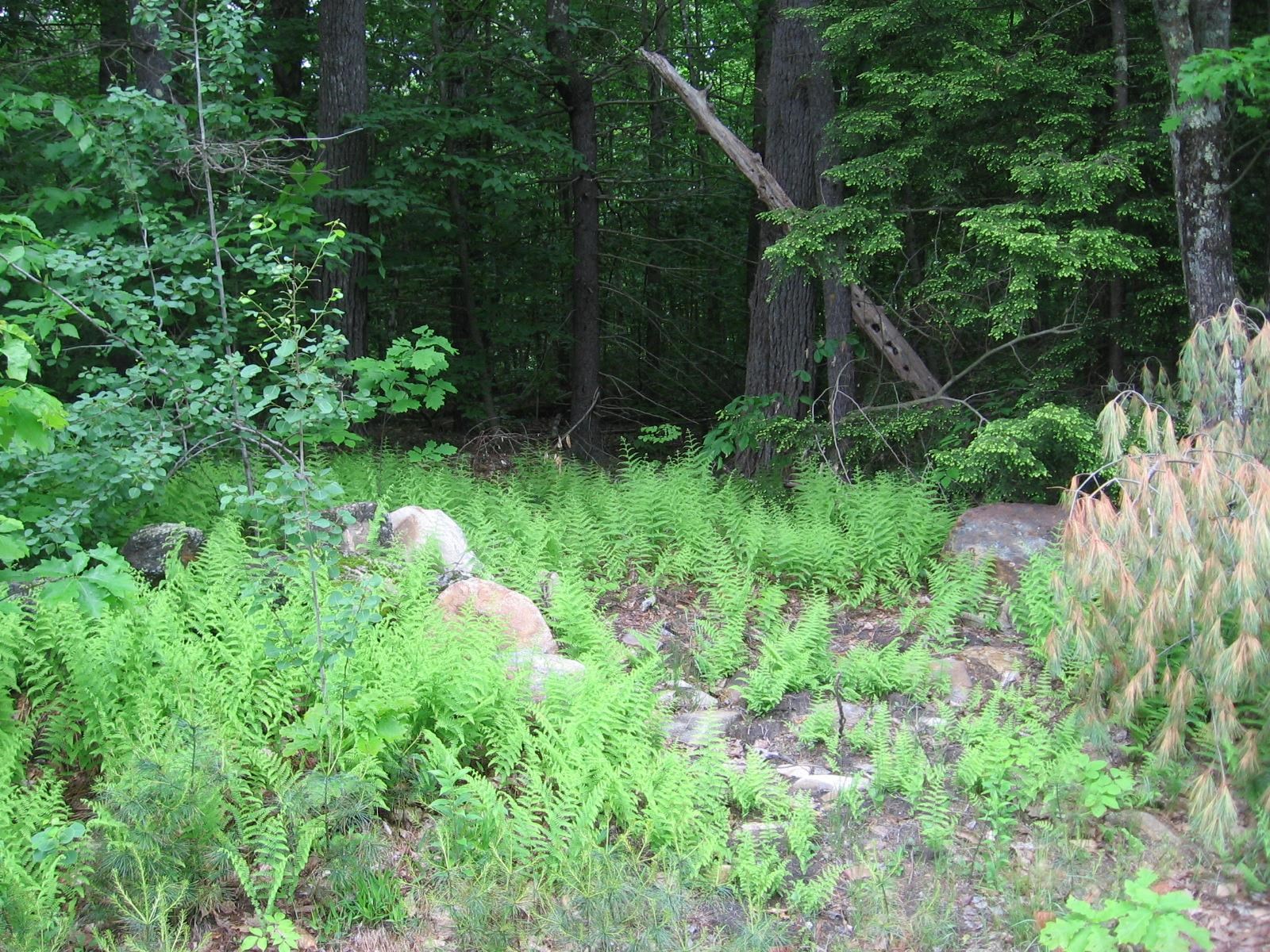 0 Loon Pond Road Gilmanton, NH 03237 - Photo 4 of 5